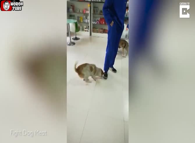 Video :China - this dog was left on the side of the road with both of its legs removed